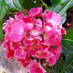 Meet your Posher, Mary lou